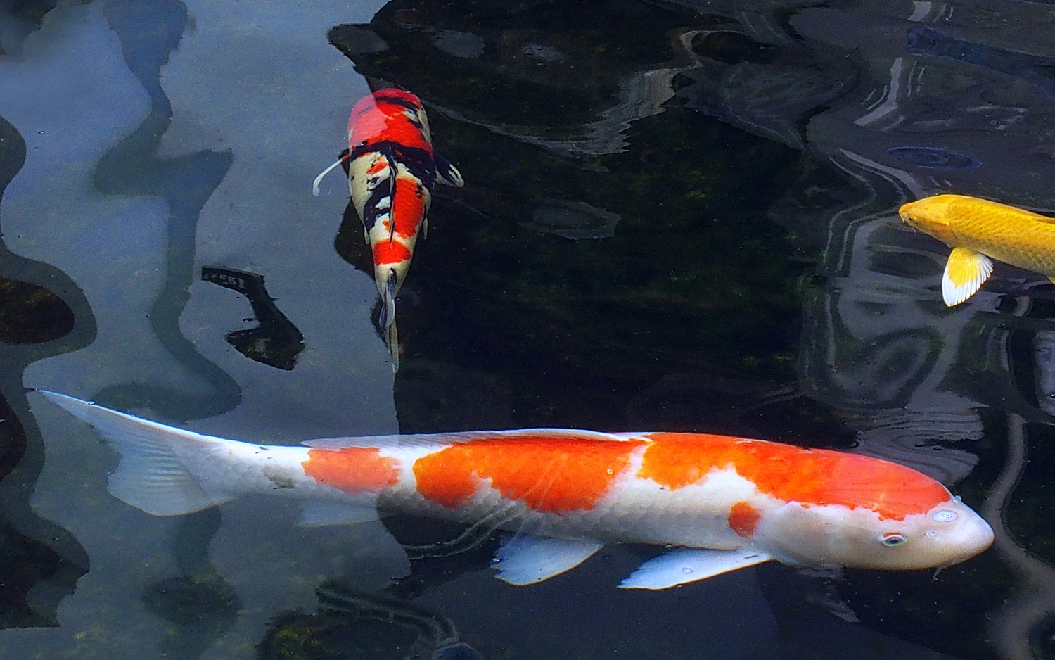 陳永鑑_錦鯉遊緃_20201127f.jpg