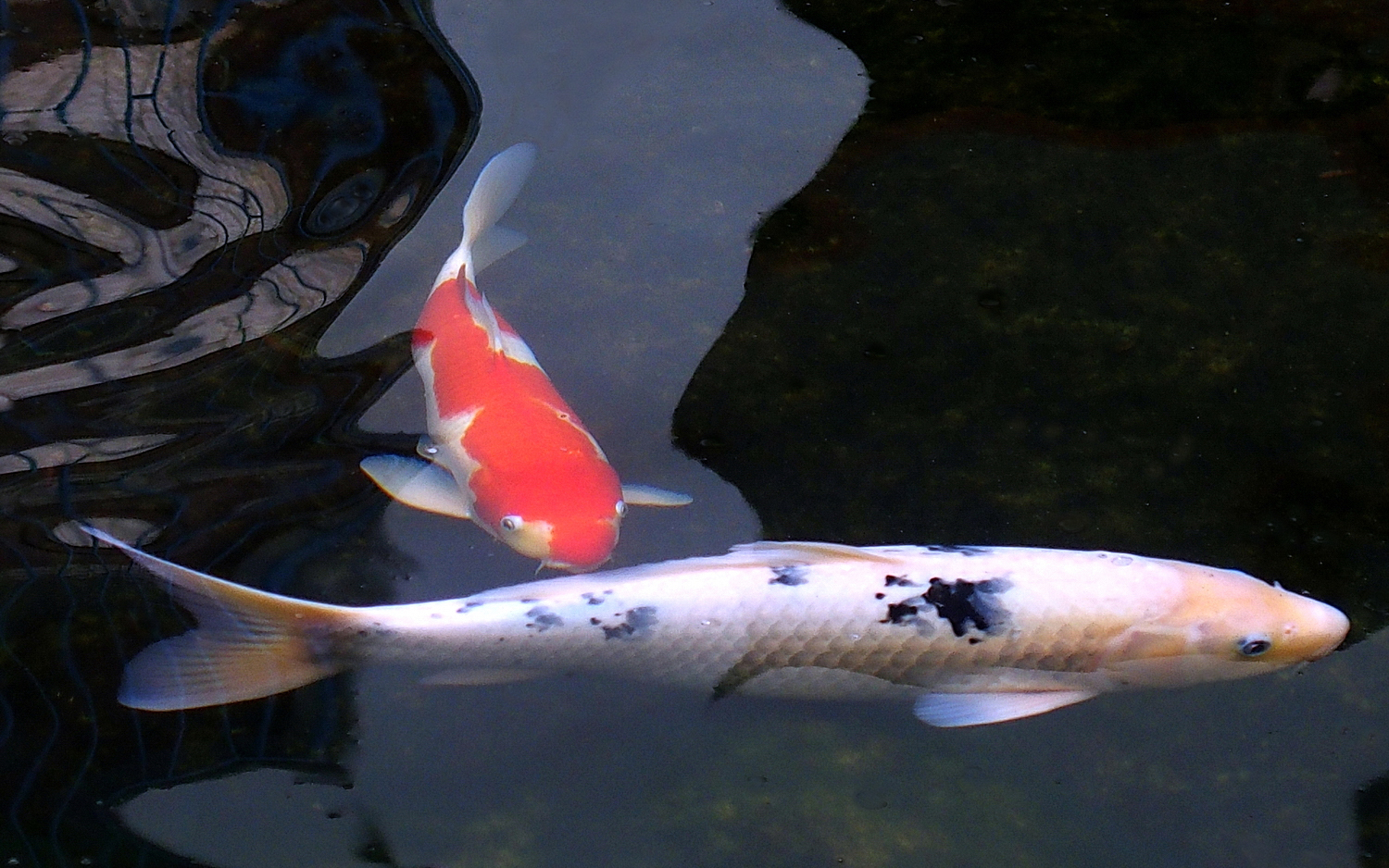 陳永鑑_錦鯉遊緃_20201127e.jpg