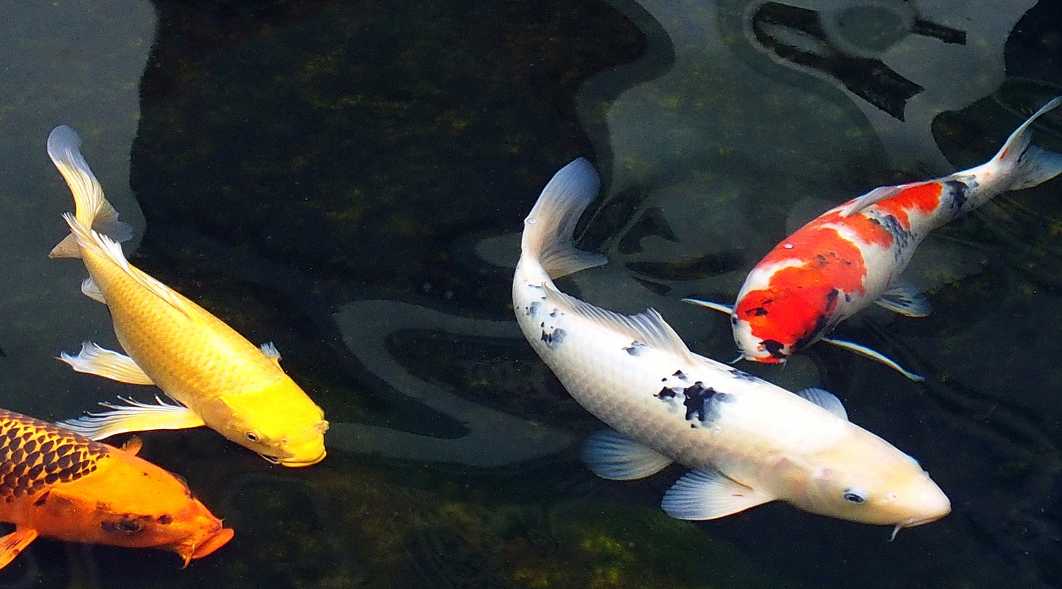 陳永鑑_錦鯉遊緃_20201127d.jpg