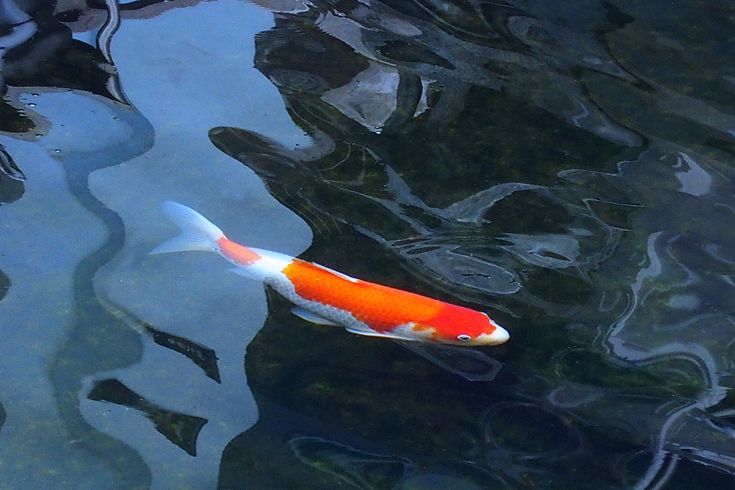 陳永鑑_錦鯉遊緃_20201127c.jpg