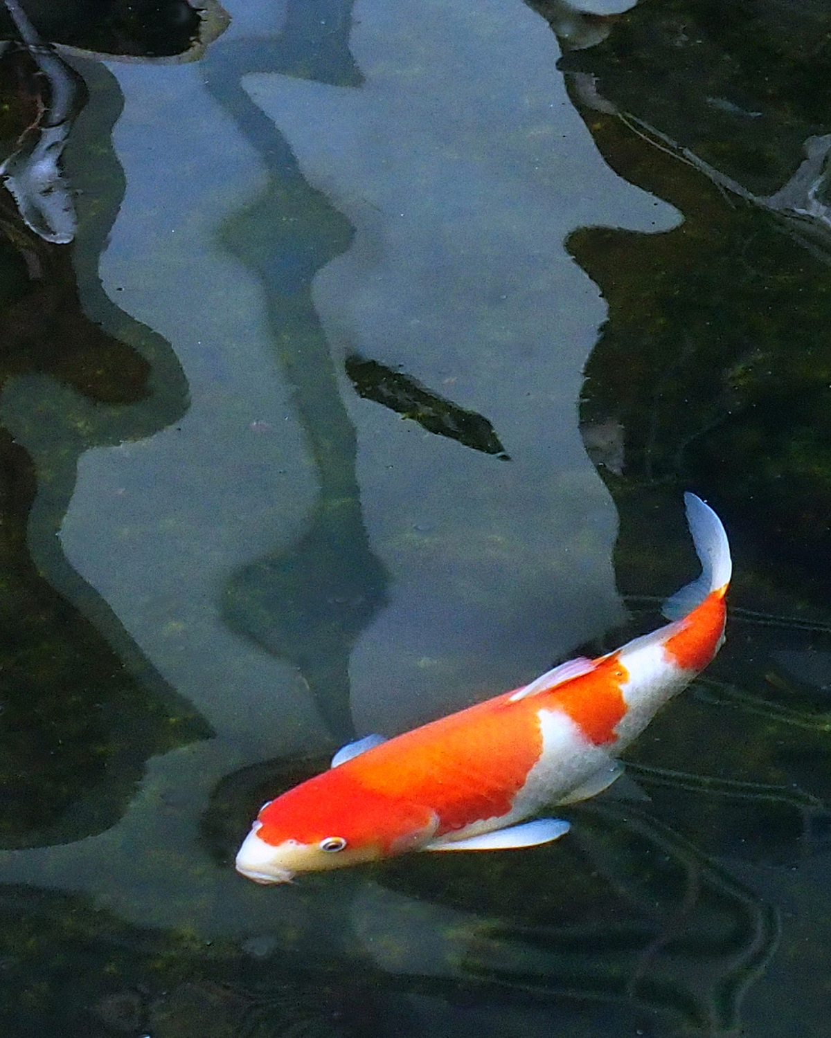 陳永鑑_錦鯉遊緃_20201127b.jpg
