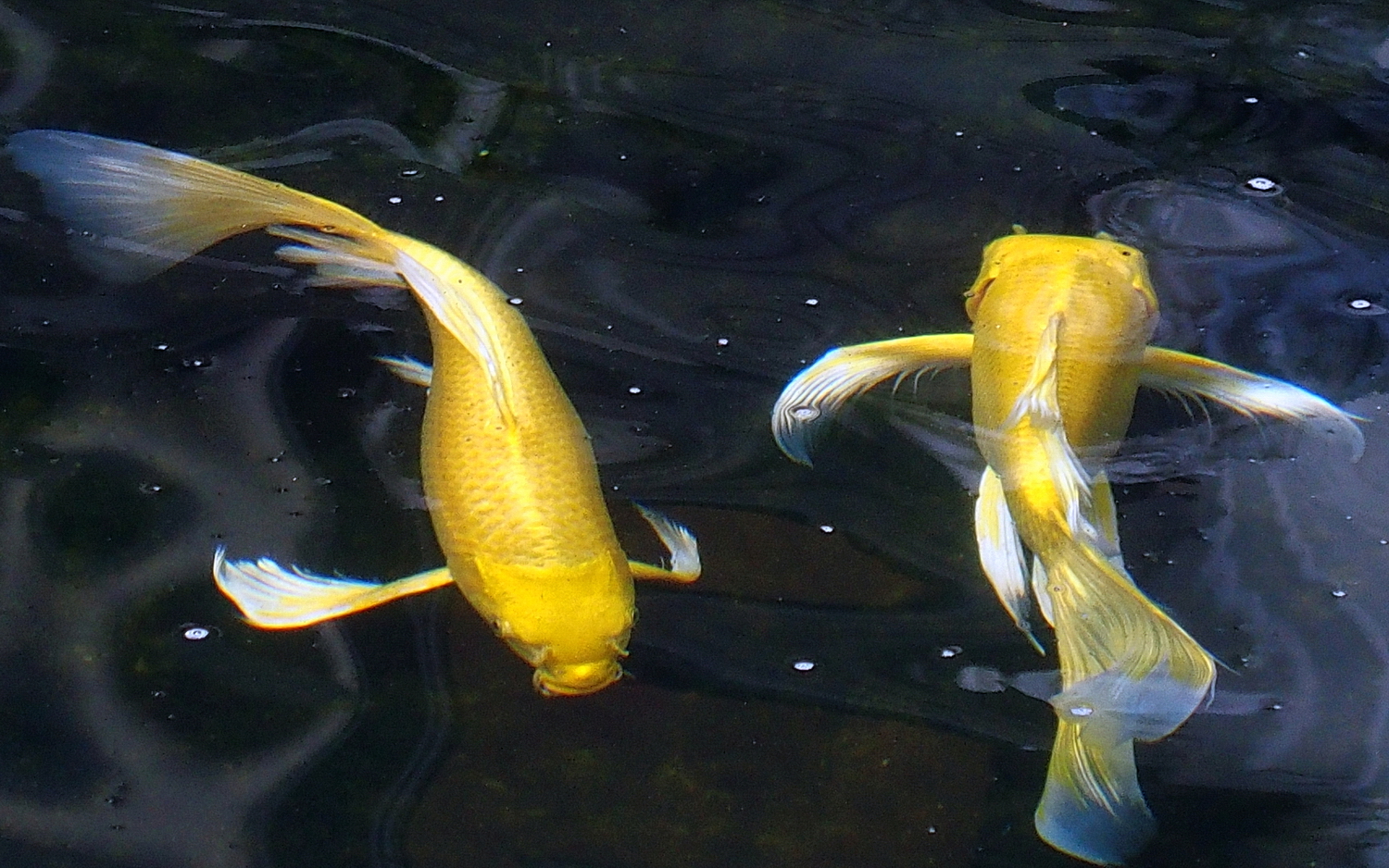 陳永鑑_錦鯉遊緃_20201127a.jpg
