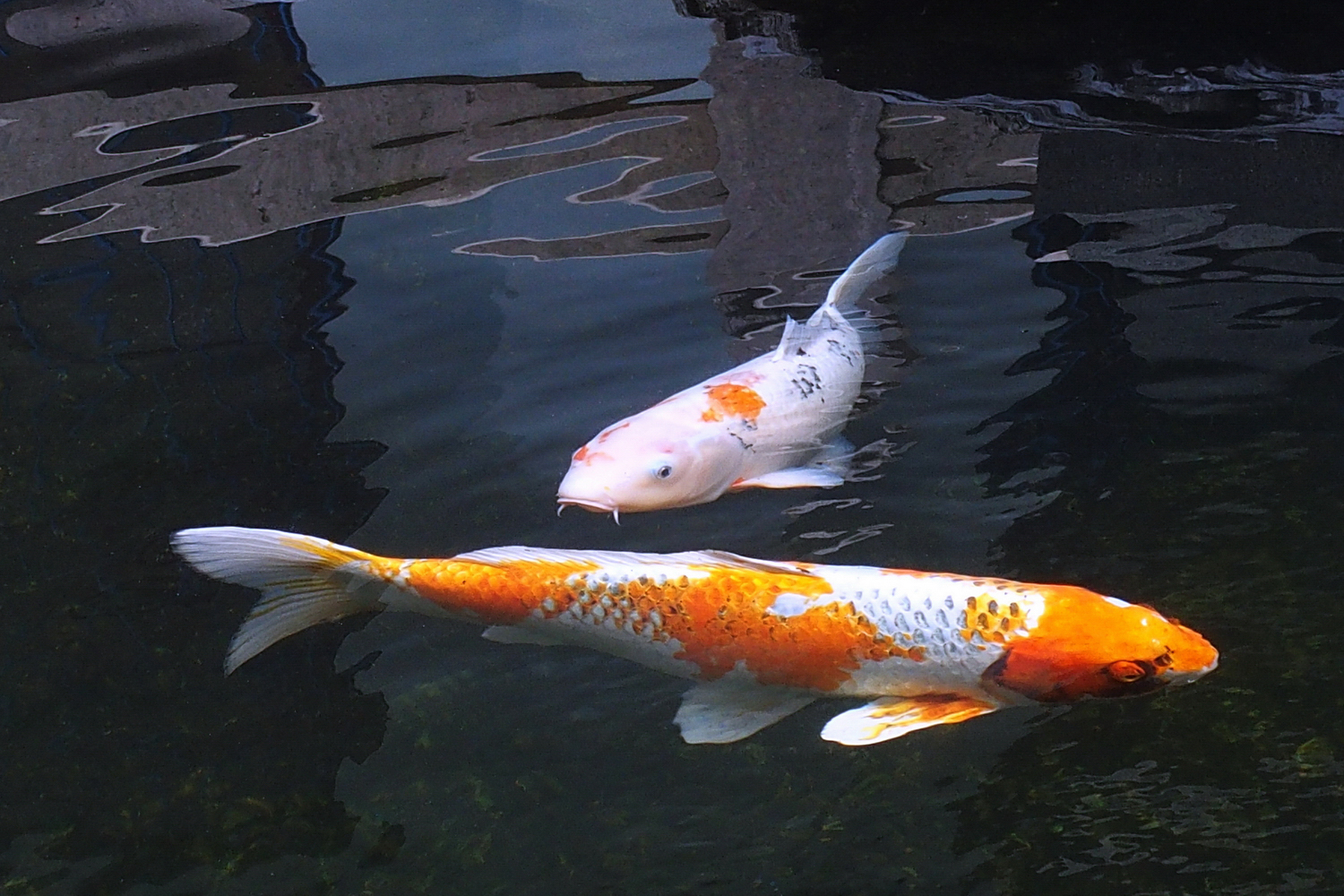 陳永鑑_錦鯉遊緃_20201127n.jpg