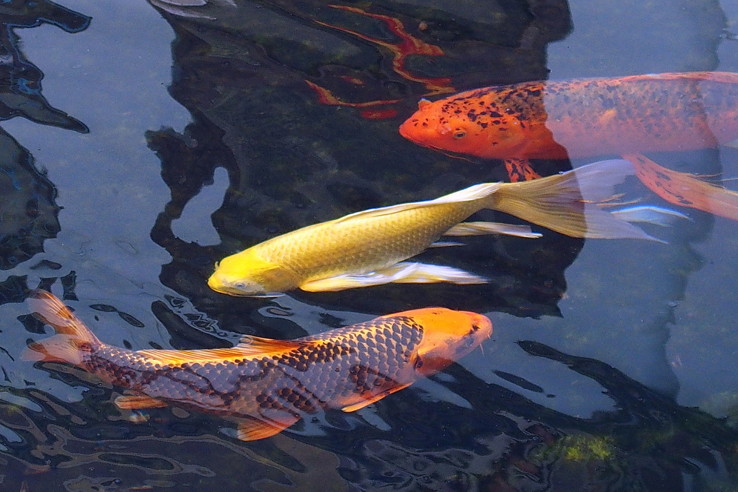 陳永鑑_錦鯉遊緃_20201127m.jpg