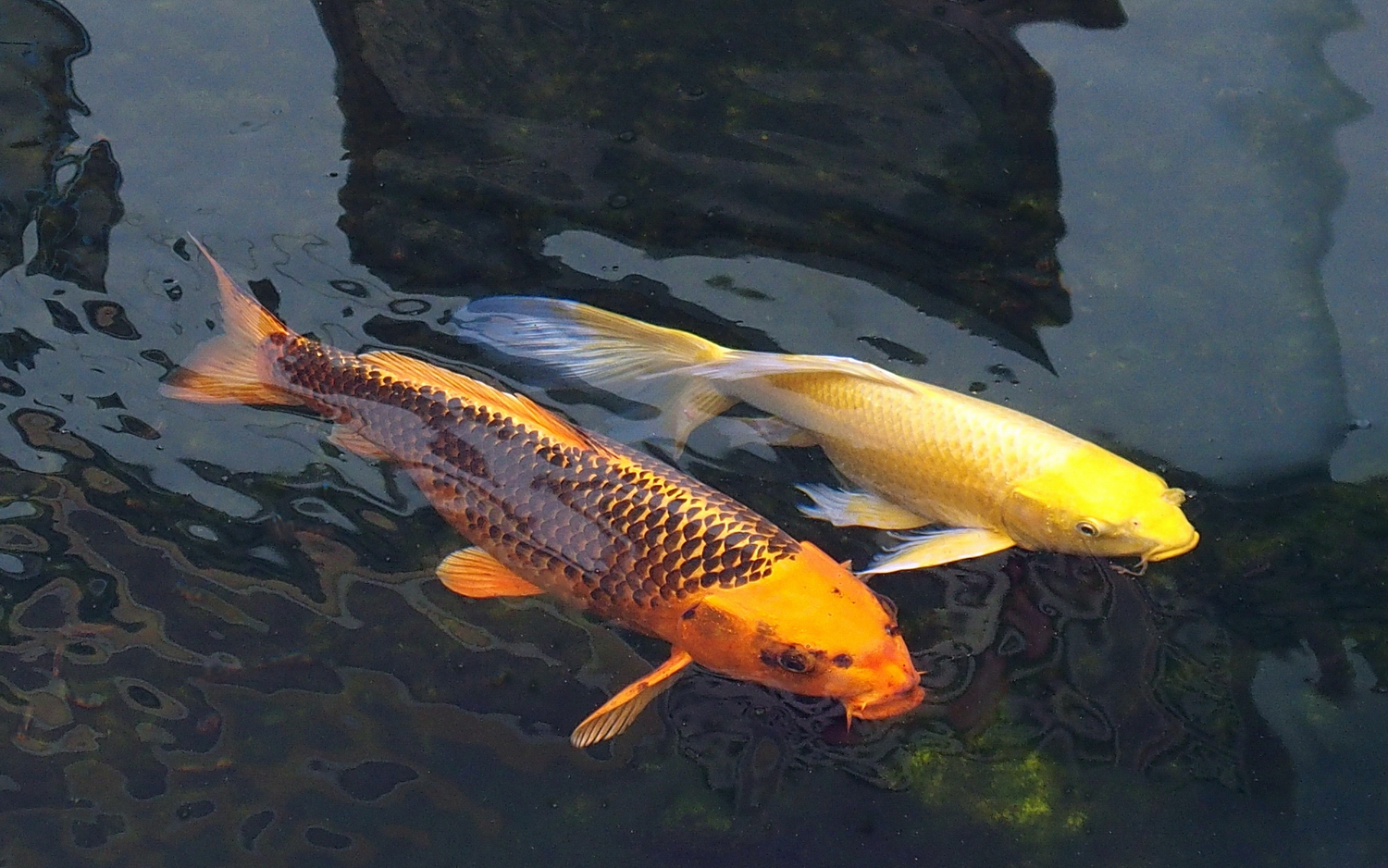 陳永鑑_錦鯉遊緃_20201127l.jpg