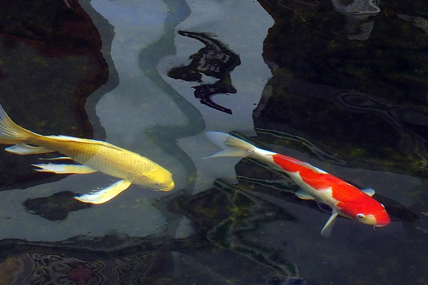 陳永鑑_錦鯉遊緃_20201127k.jpg