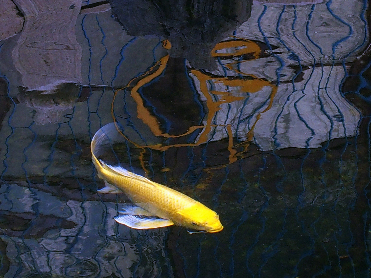 陳永鑑_錦鯉遊緃_20201127j.jpg