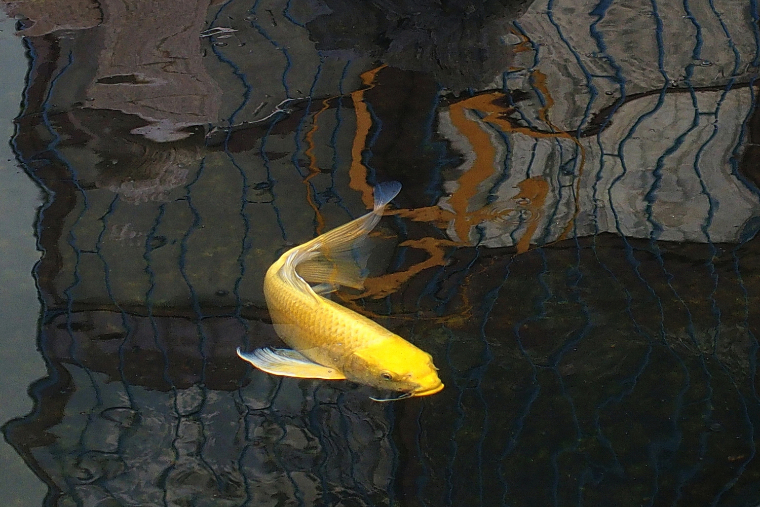 陳永鑑_錦鯉遊緃_20201127i.jpg