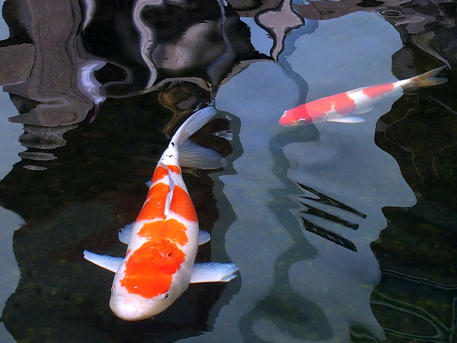 陳永鑑_錦鯉遊緃_20201127h.jpg