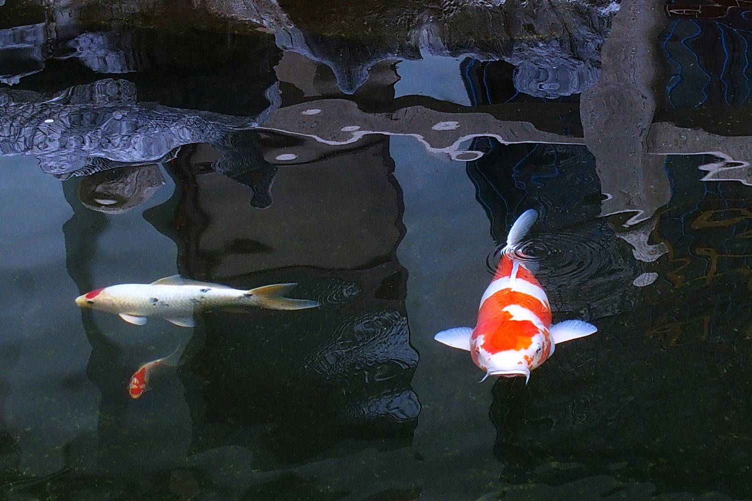 陳永鑑_錦鯉遊緃_20201128h.jpg