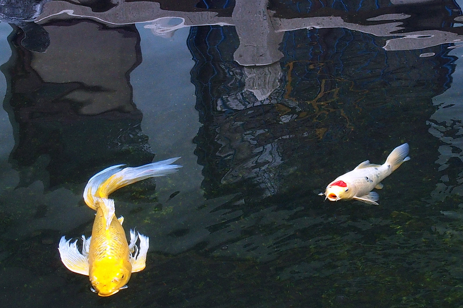 陳永鑑_錦鯉遊緃_20201128f.jpg