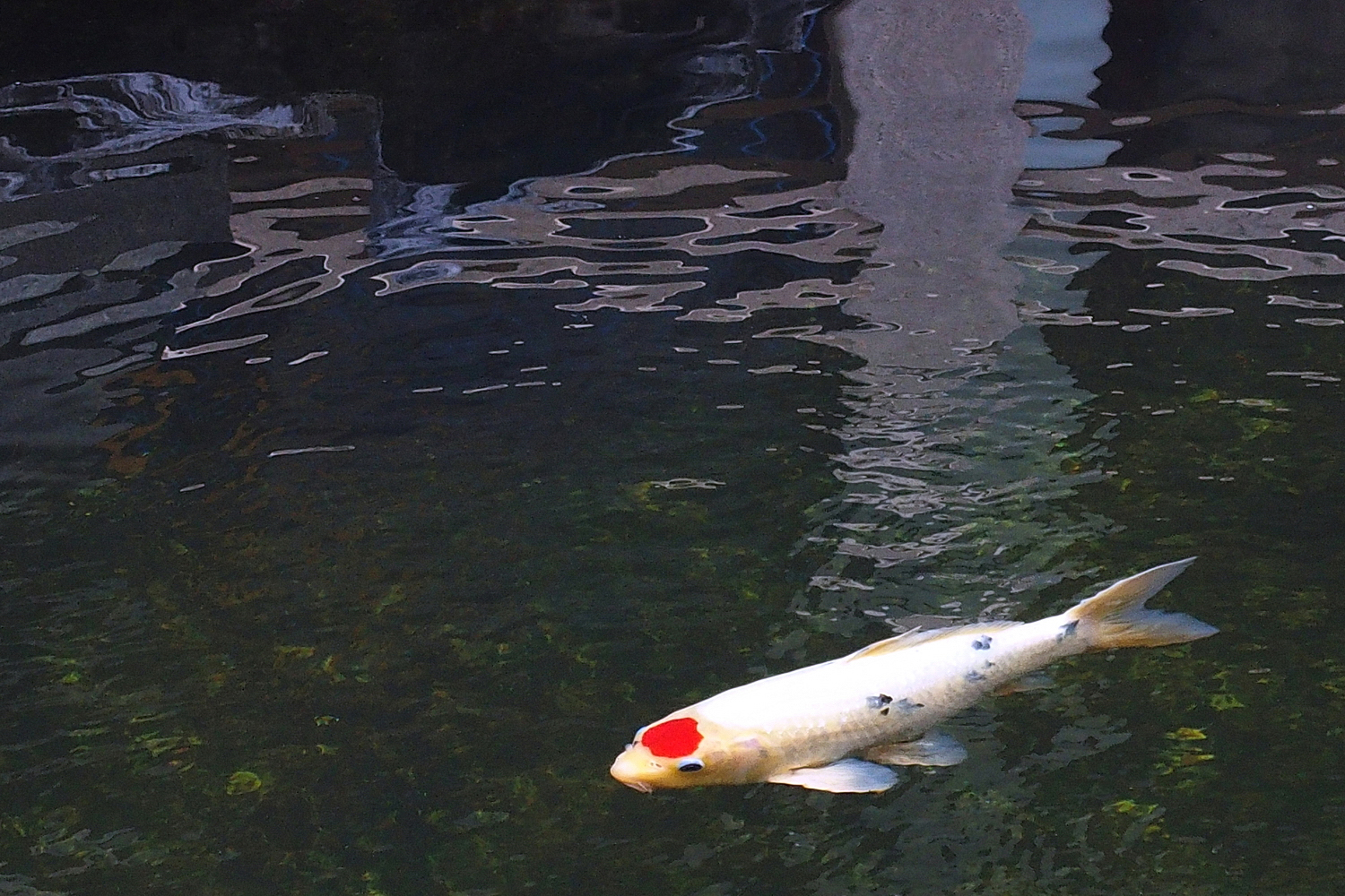 陳永鑑_錦鯉遊緃_20201128e.jpg
