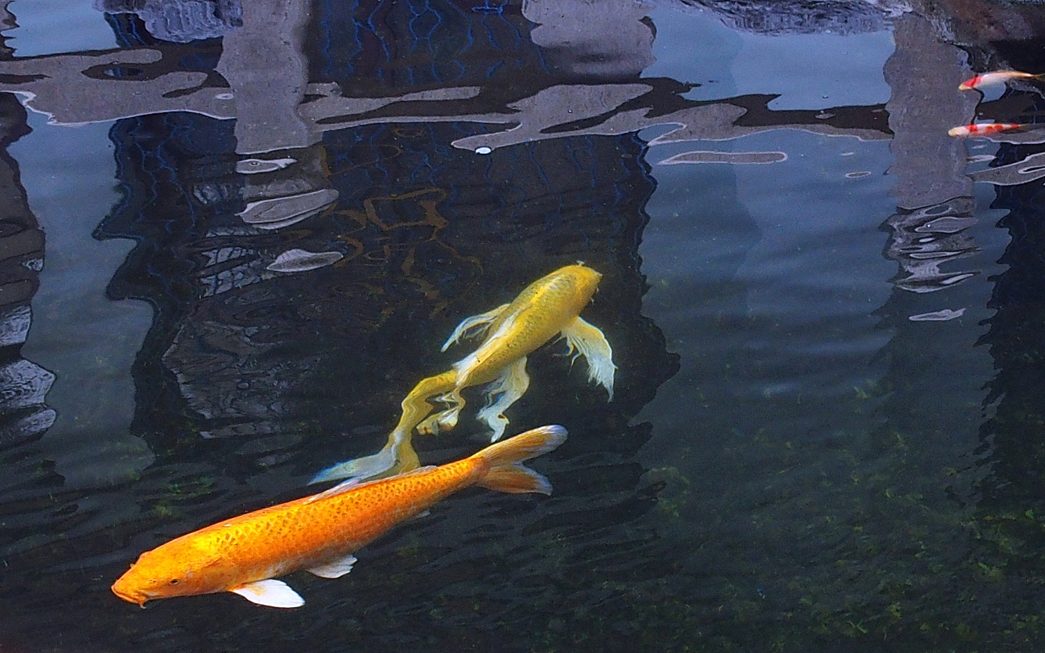 陳永鑑_錦鯉遊緃_20201128d.jpg