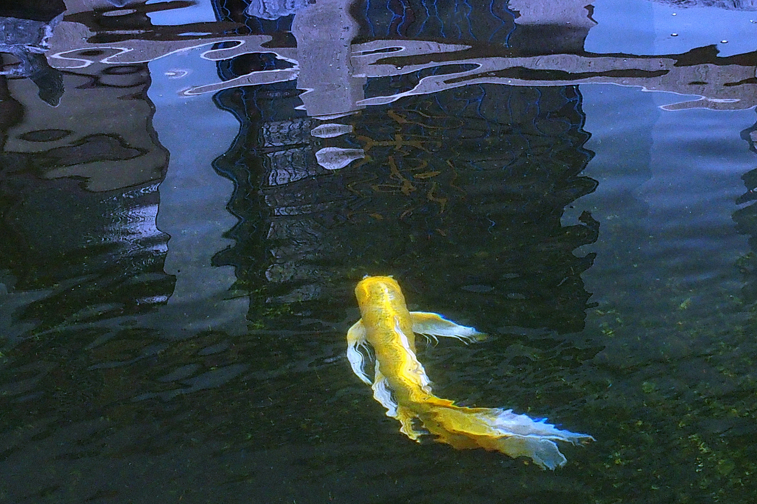 陳永鑑_錦鯉遊緃_20201128c.jpg