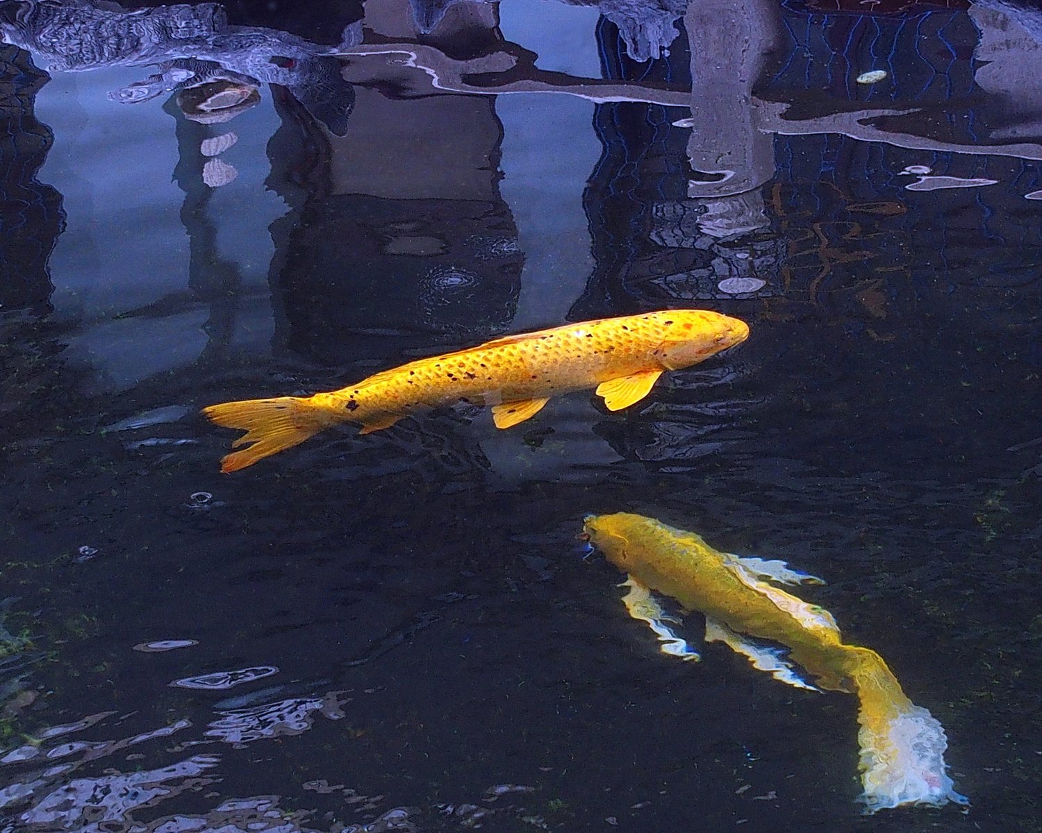 陳永鑑_錦鯉遊緃_20201128b.jpg
