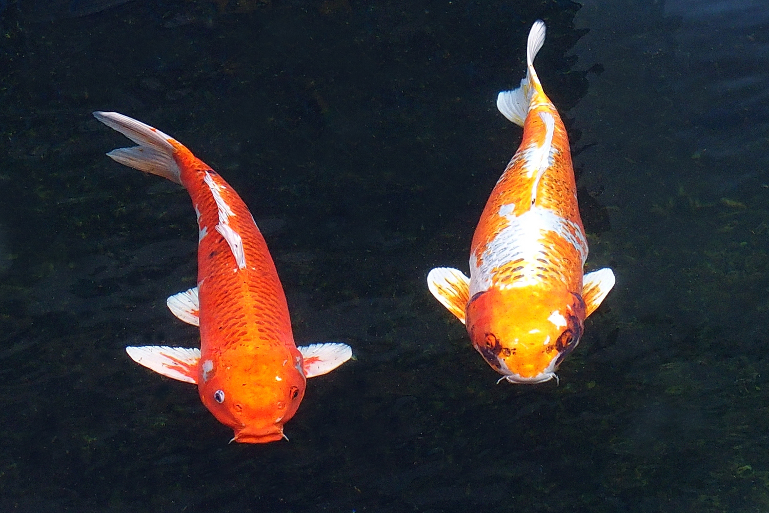 陳永鑑_錦鯉遊緃_20201129g.jpg