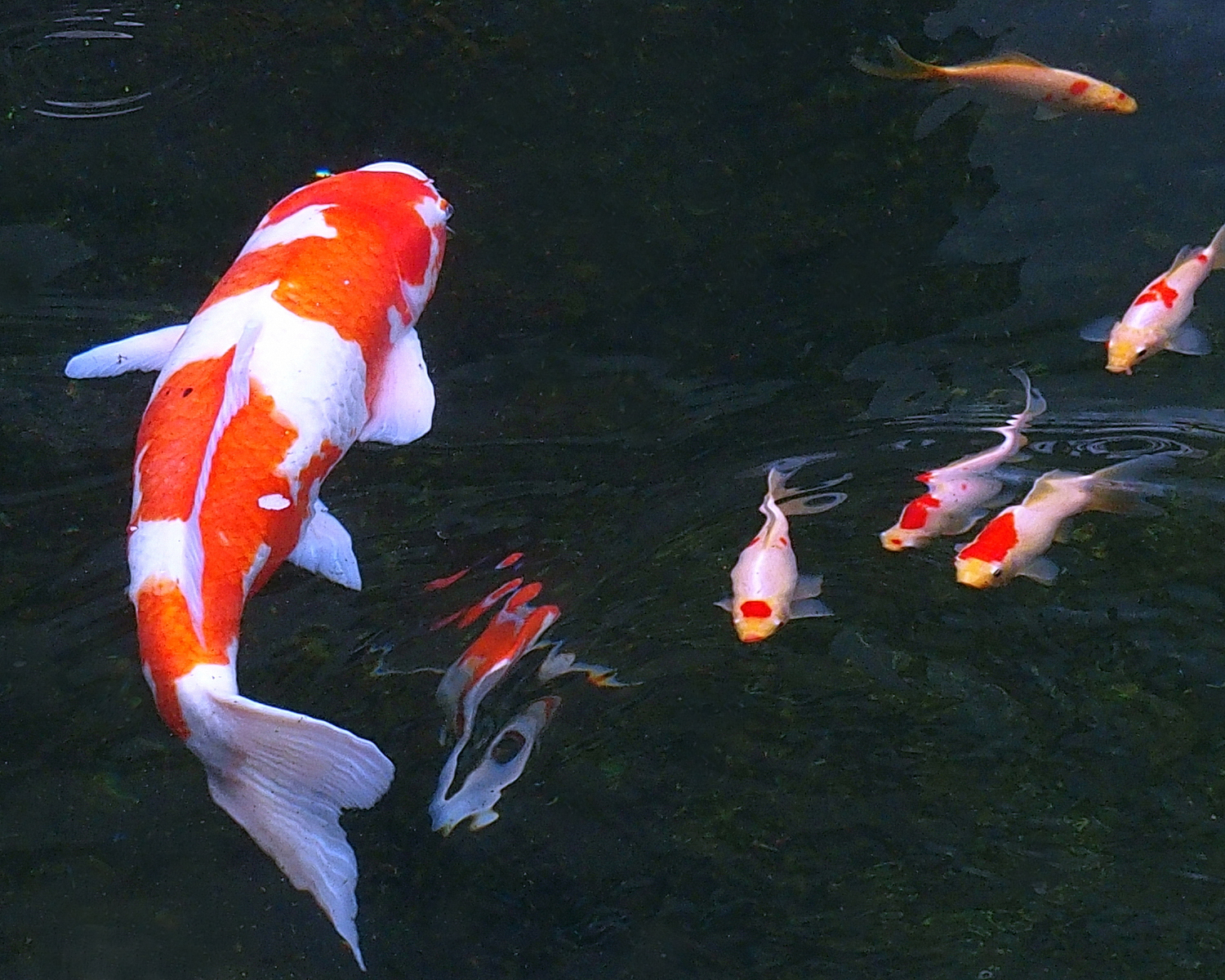 陳永鑑_錦鯉遊緃_20201129f.jpg