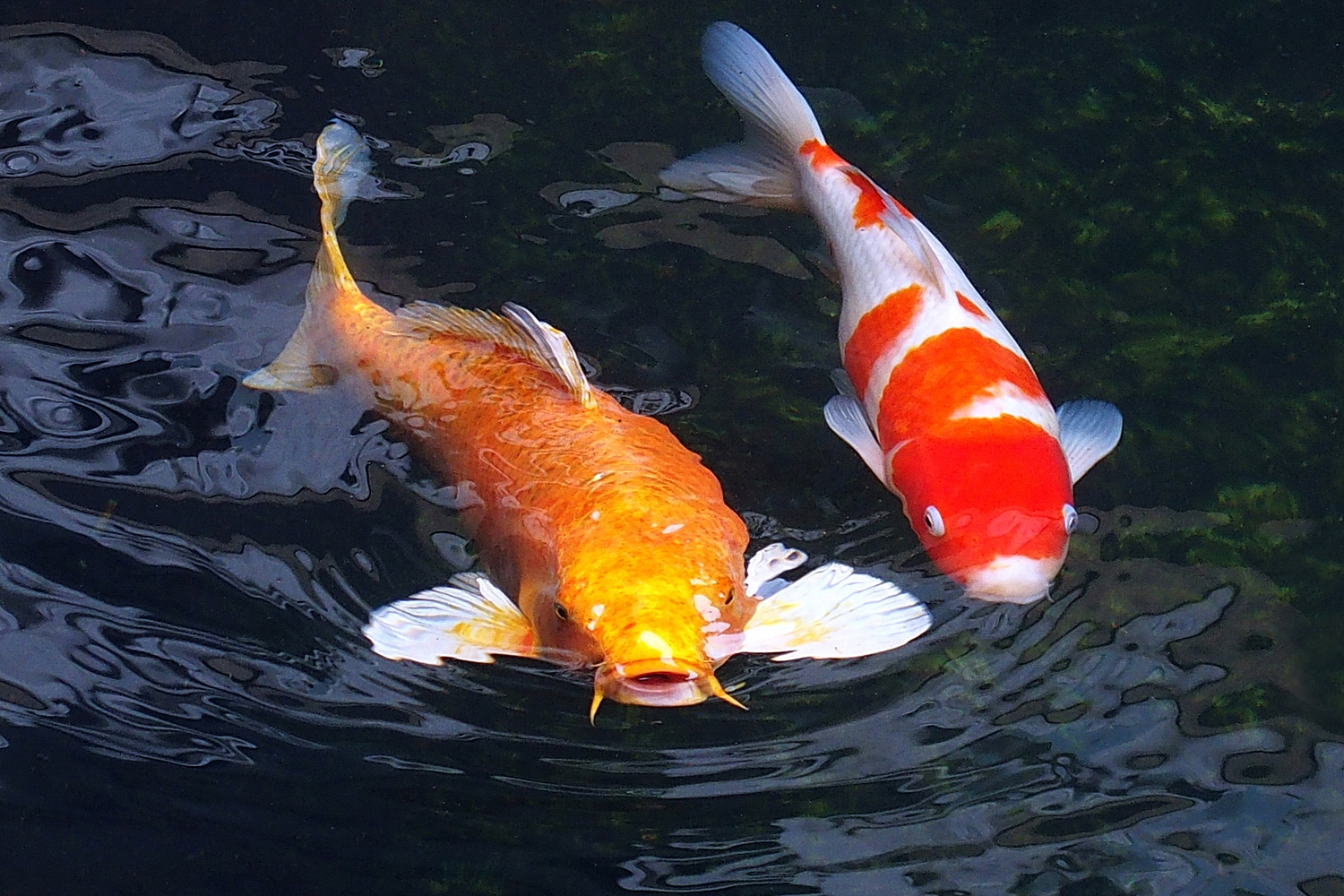陳永鑑_錦鯉遊緃_20201129e.jpg