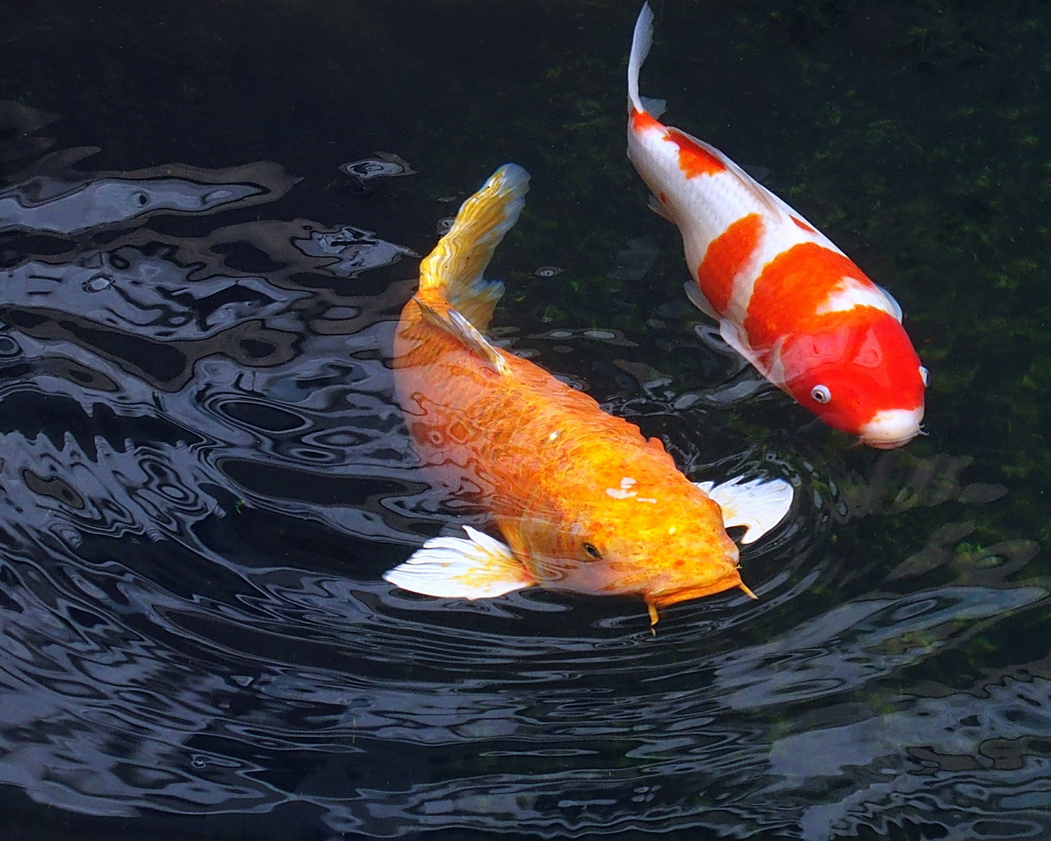 陳永鑑_錦鯉遊緃_20201129d.jpg