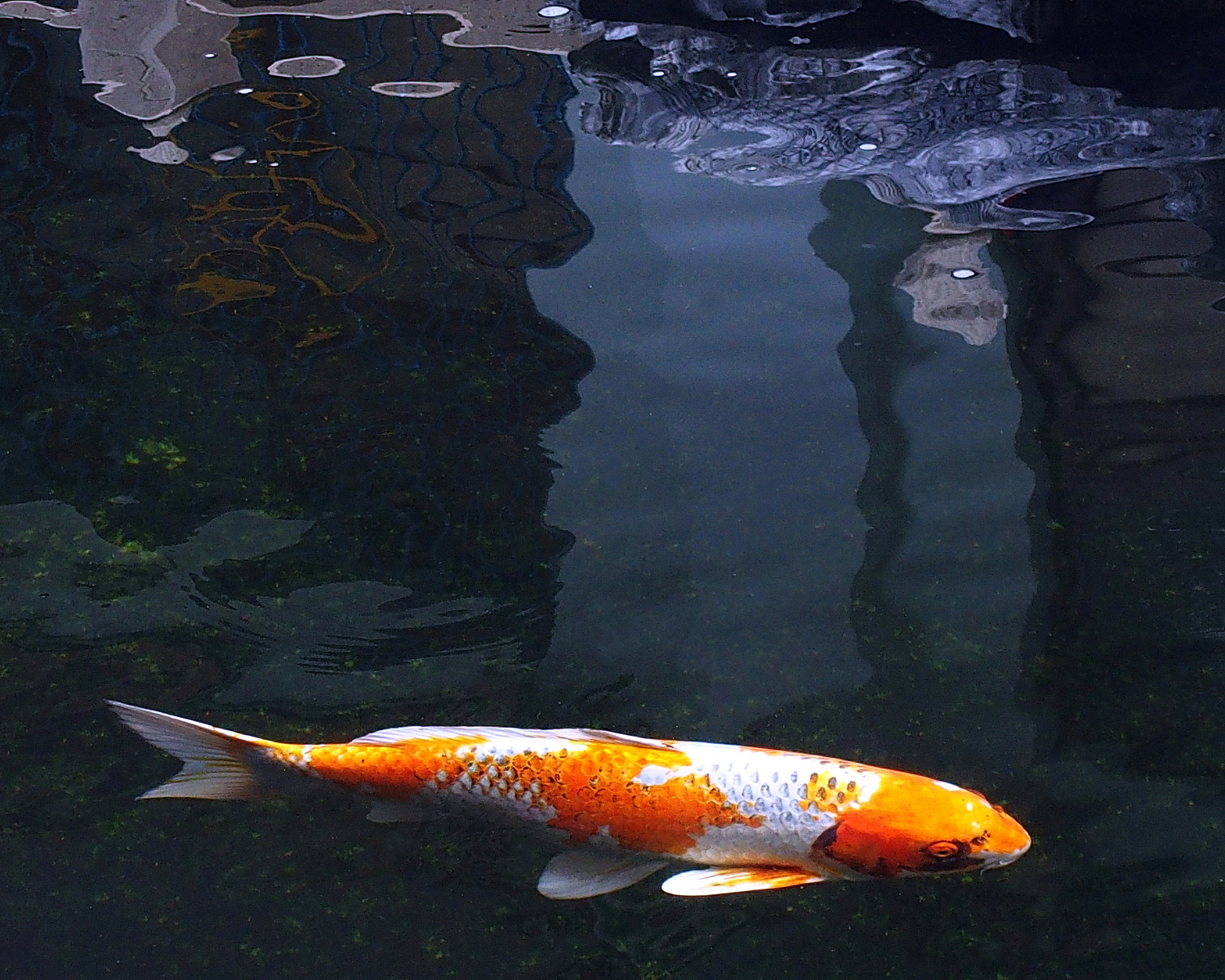 陳永鑑_錦鯉遊緃_20201129c.jpg