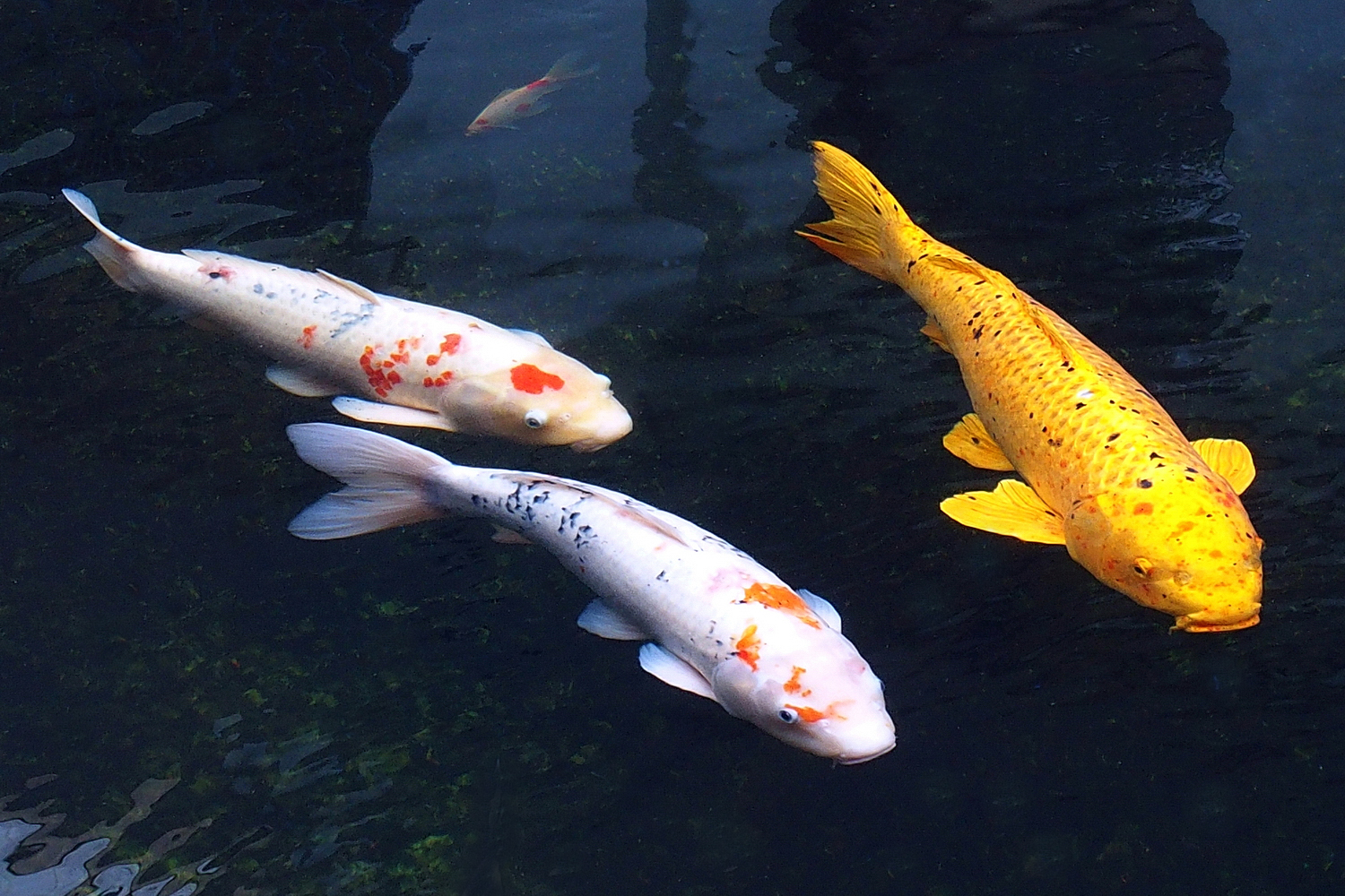 陳永鑑_錦鯉遊緃_20201129b.jpg