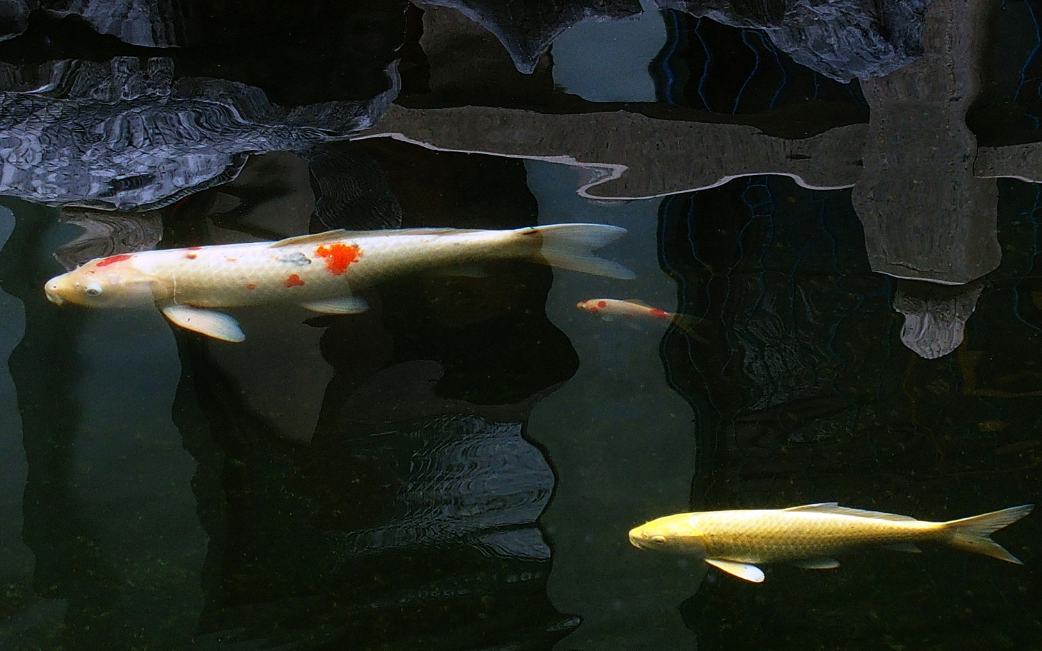 陳永鑑_錦鯉遊緃_20201129a.jpg