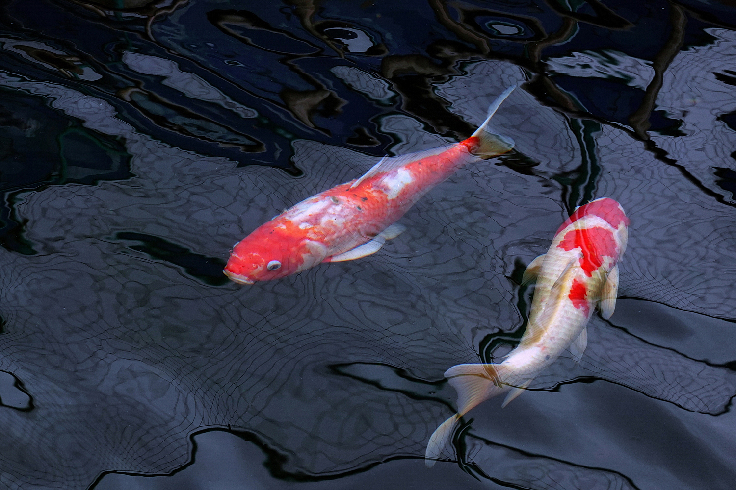 陳永鑑_錦鯉遊緃_20201129n.jpg