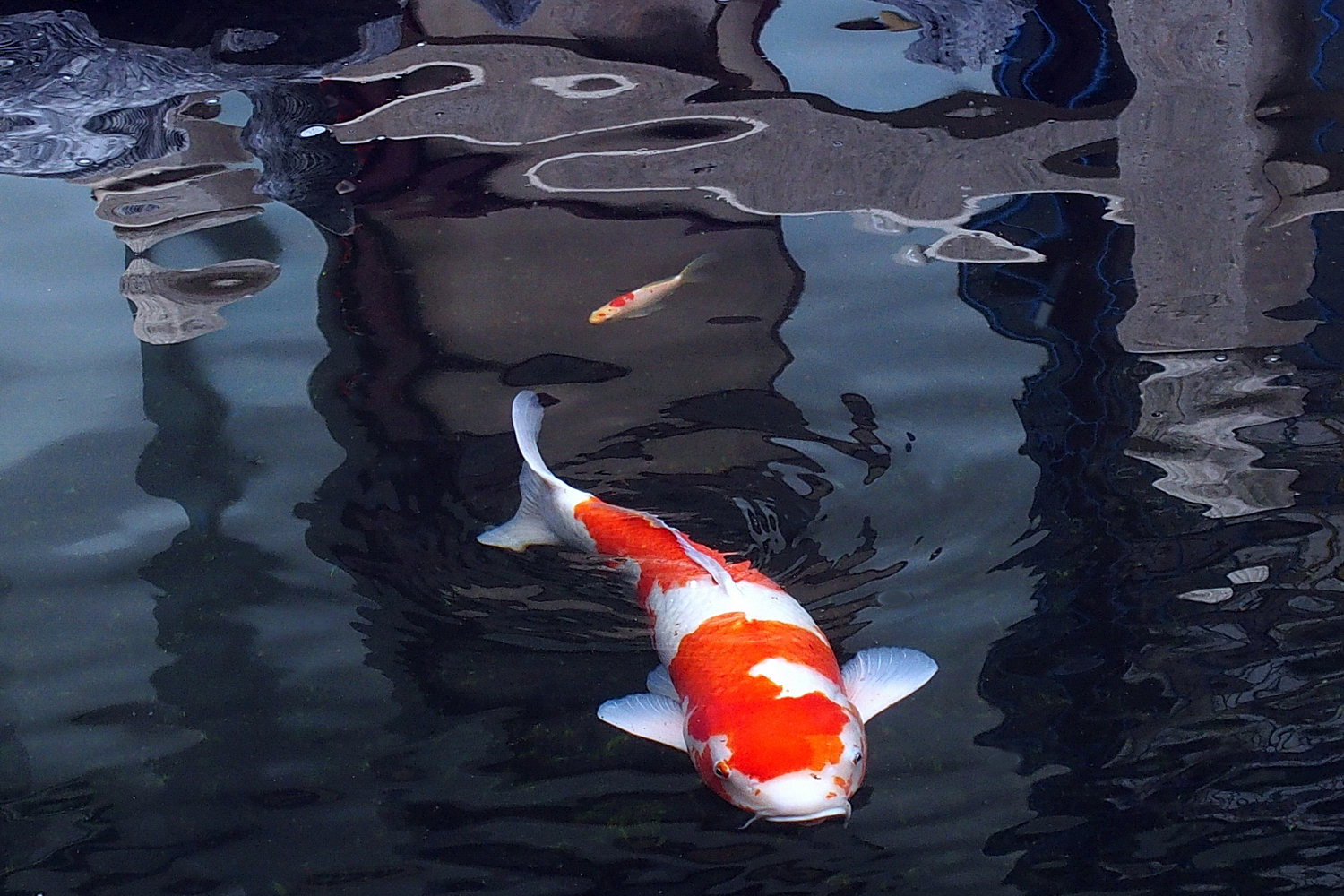 陳永鑑_錦鯉遊緃_20201129m.jpg