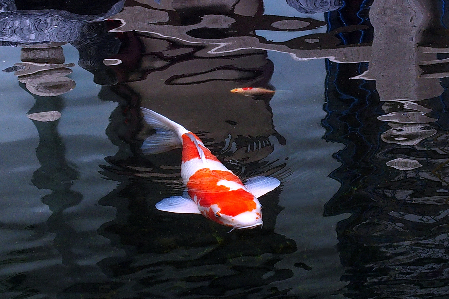陳永鑑_錦鯉遊緃_20201129l.jpg