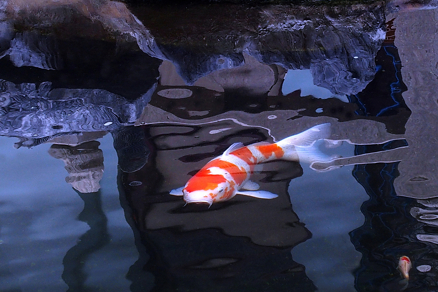 陳永鑑_錦鯉遊緃_20201129k.jpg