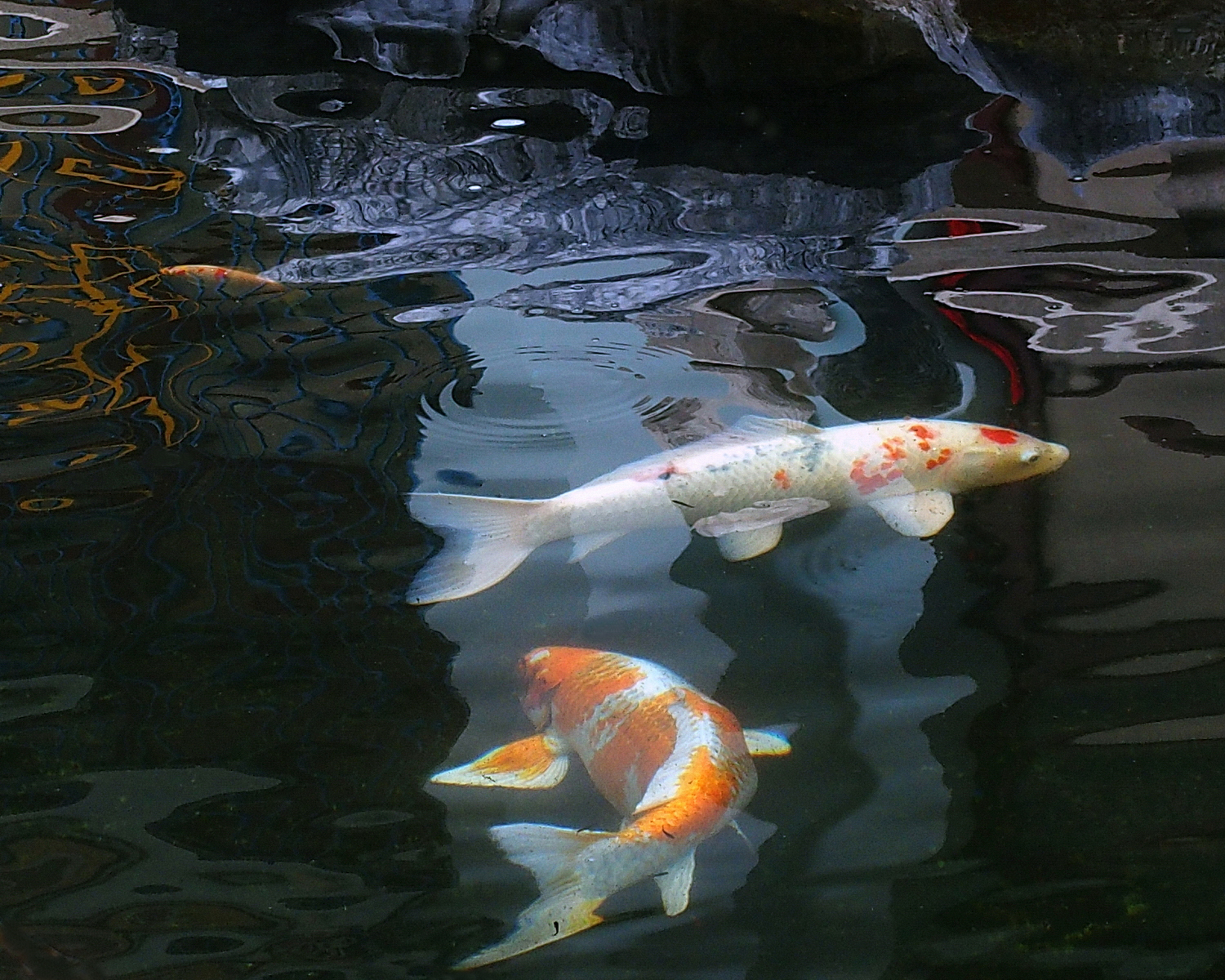 陳永鑑_錦鯉遊緃_20201129j.jpg