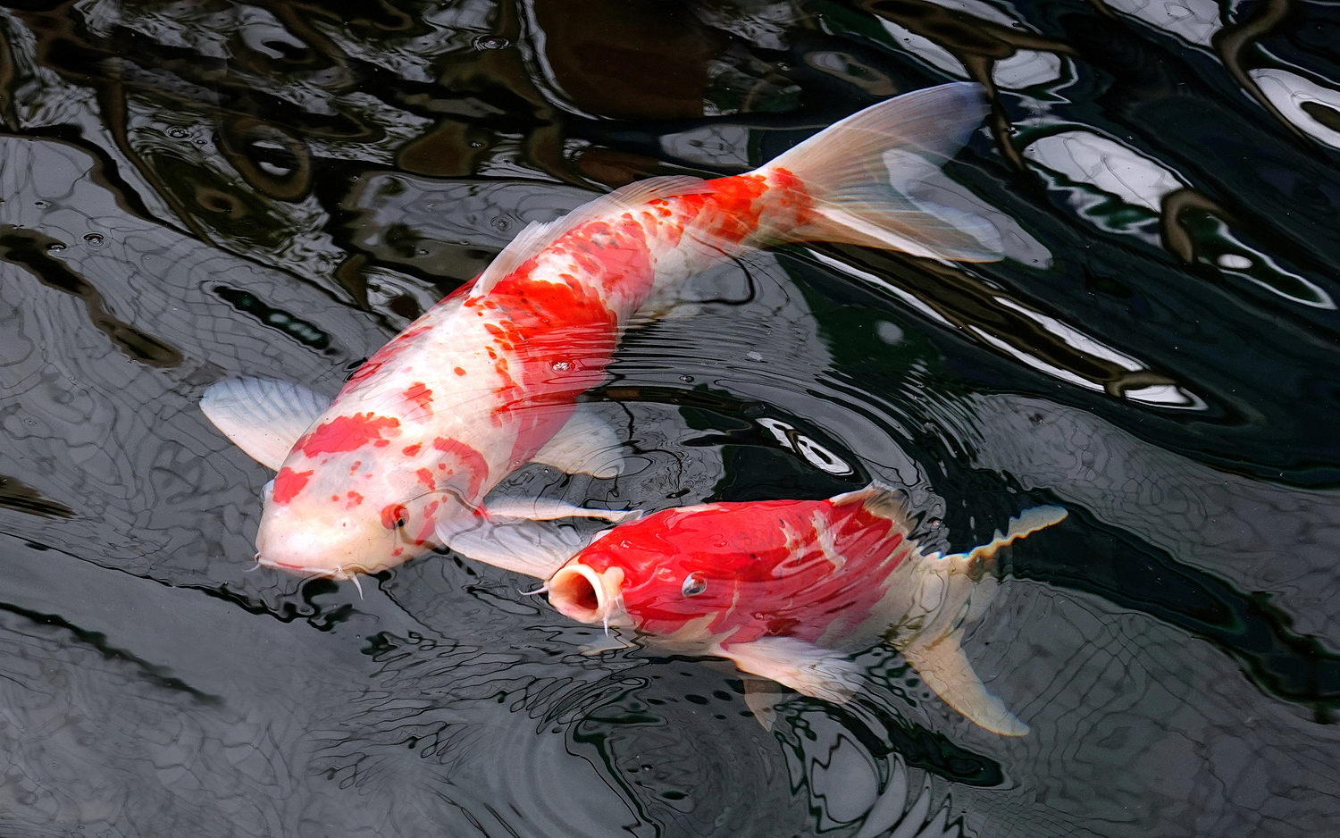 陳永鑑_錦鯉遊緃_20201130d.jpg