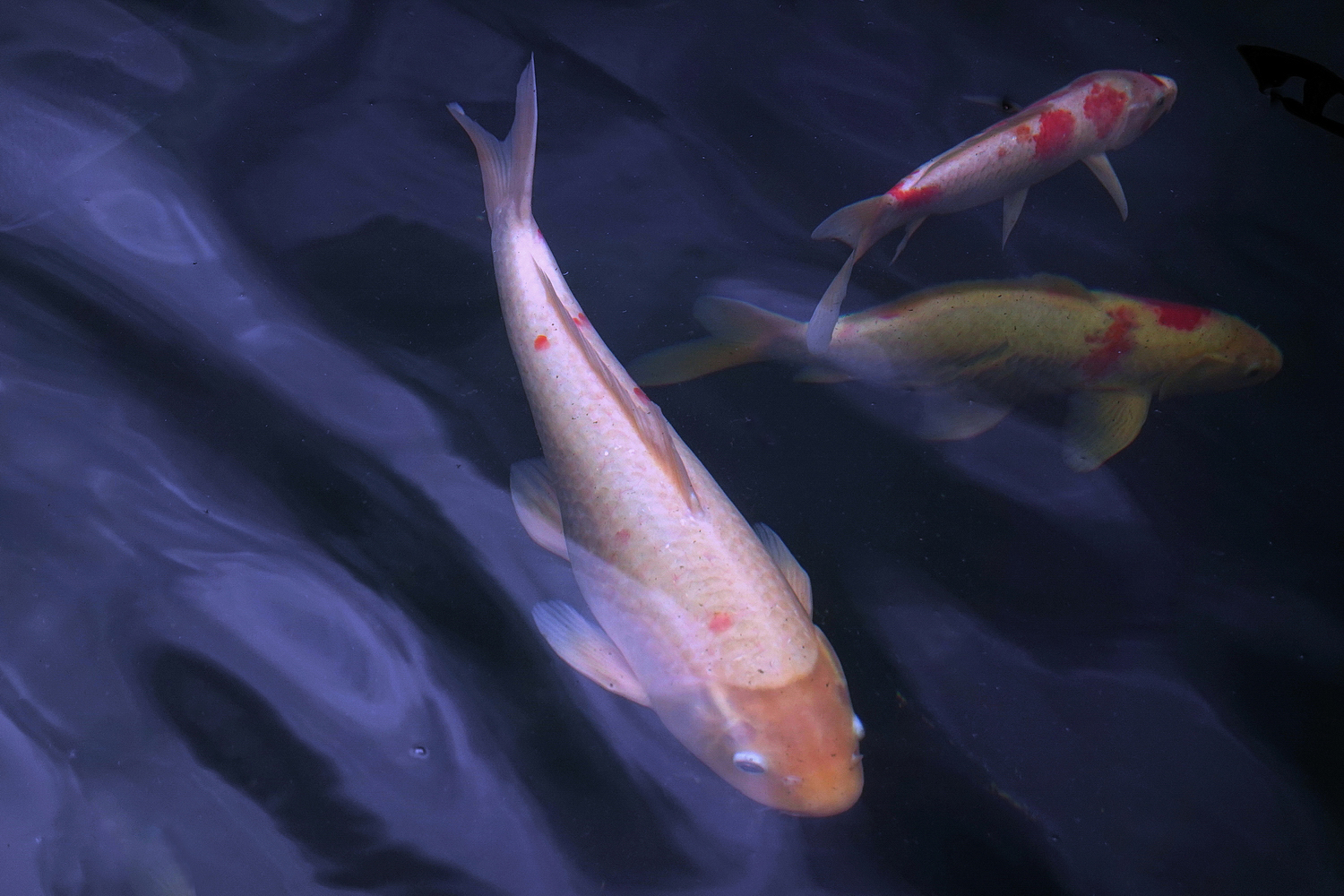 陳永鑑_錦鯉遊緃_20201130a.jpg