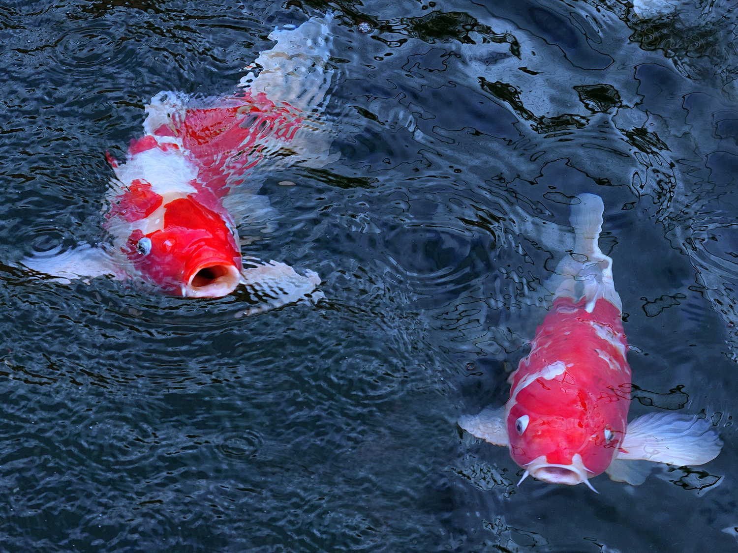 陳永鑑_錦鯉遊緃_20201130m.jpg
