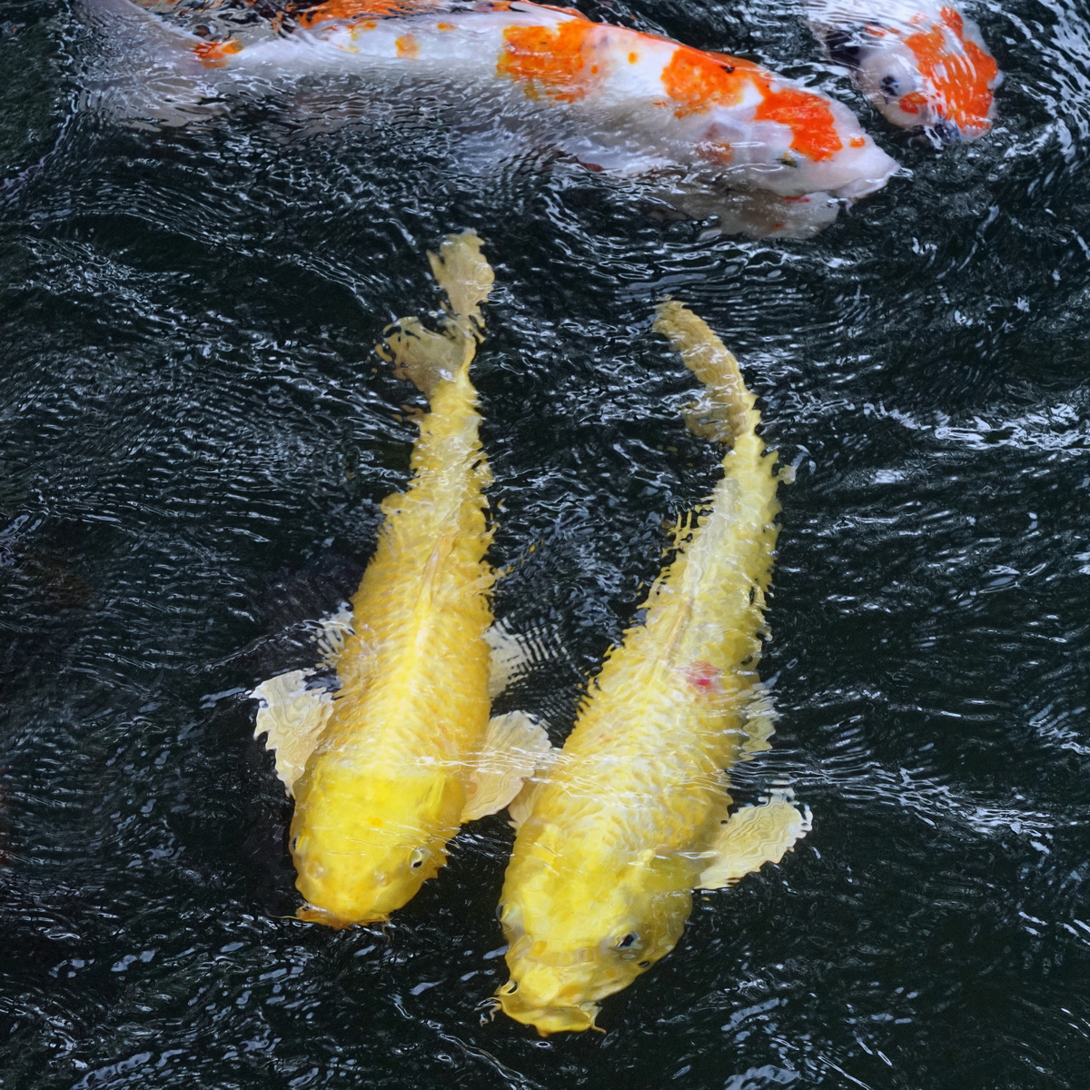 陳永鑑_錦鯉遊緃_20201201f.jpg