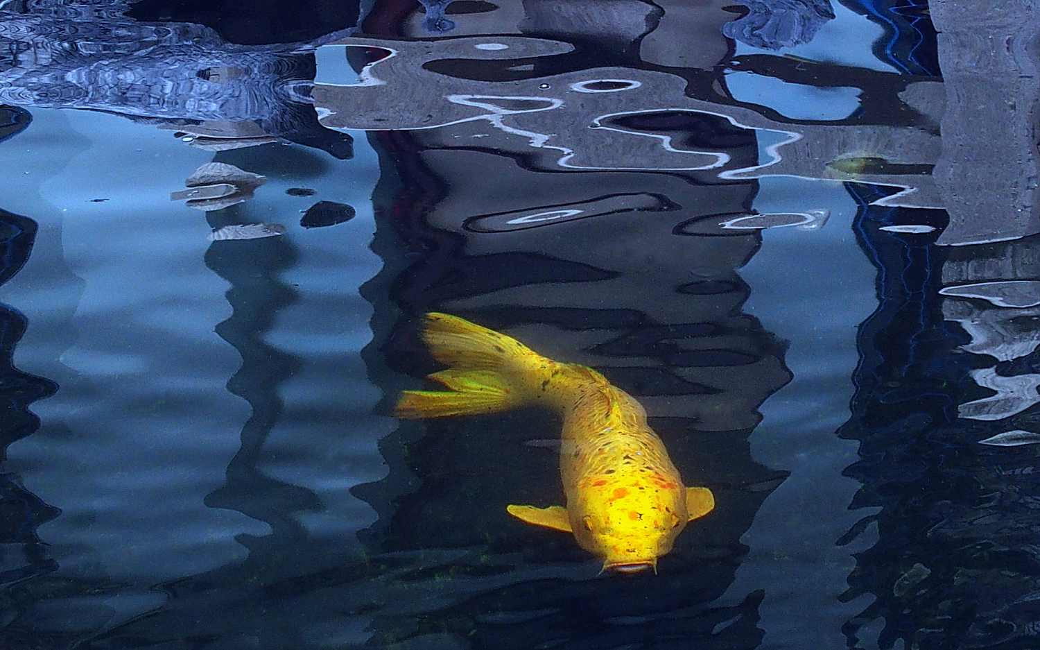 陳永鑑_錦鯉遊緃_20201201l.jpg