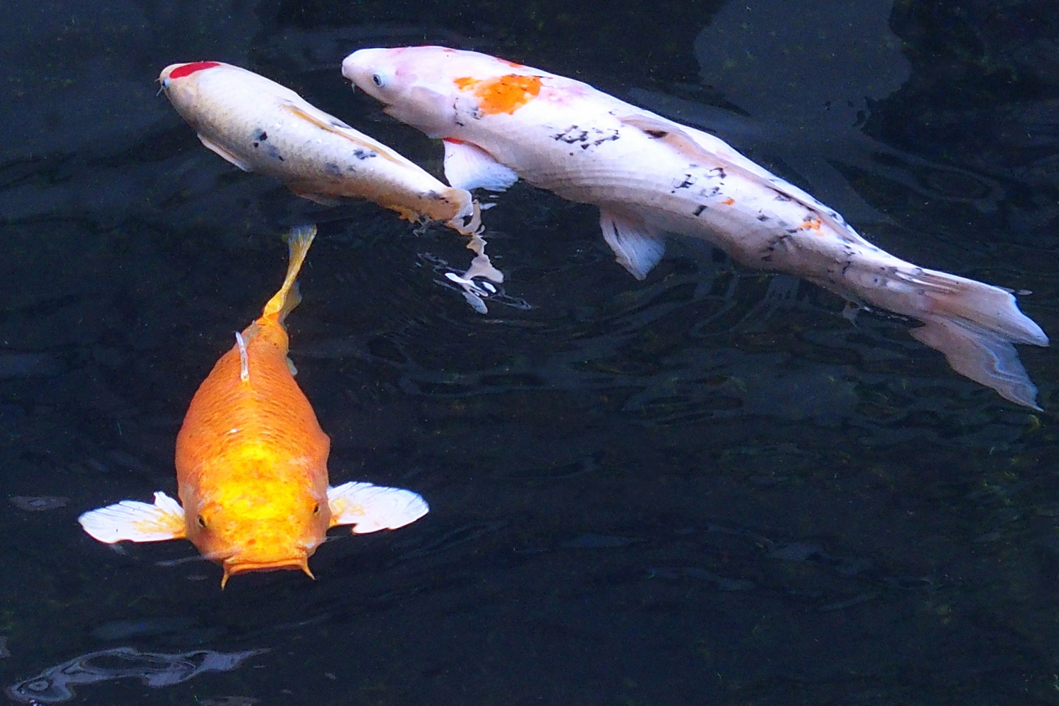 陳永鑑_錦鯉遊緃_20201201r.jpg