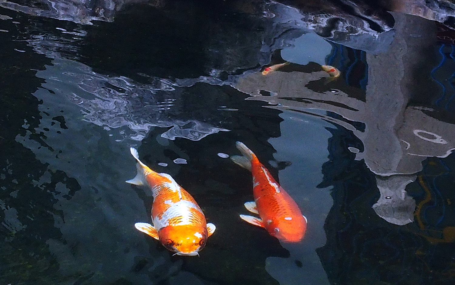 陳永鑑_錦鯉遊緃_20201201q.jpg