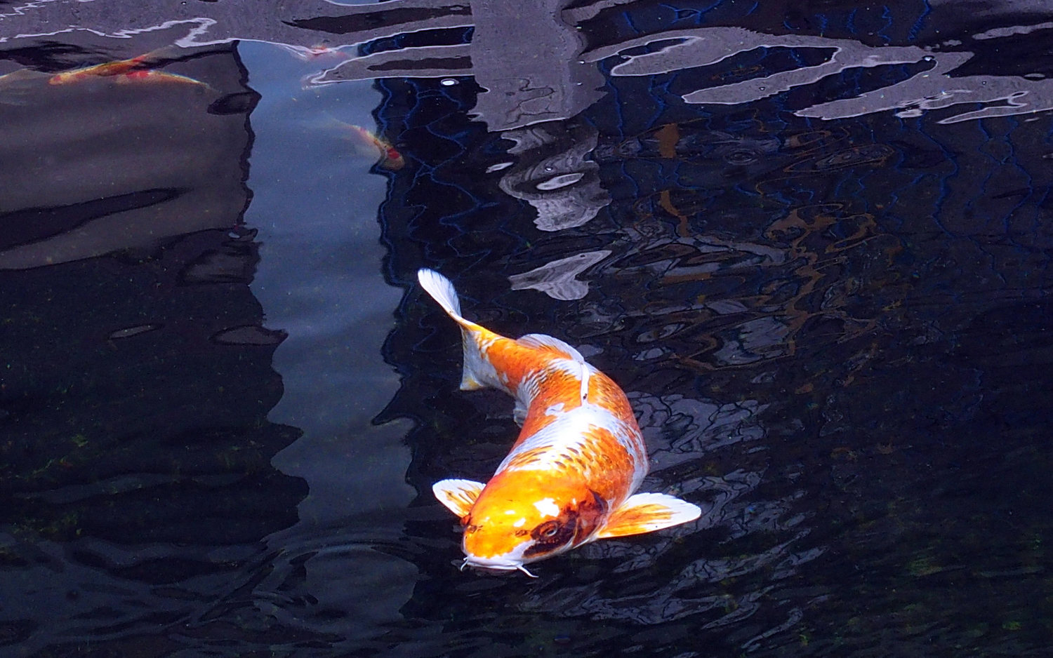陳永鑑_錦鯉遊緃_20201201o.jpg