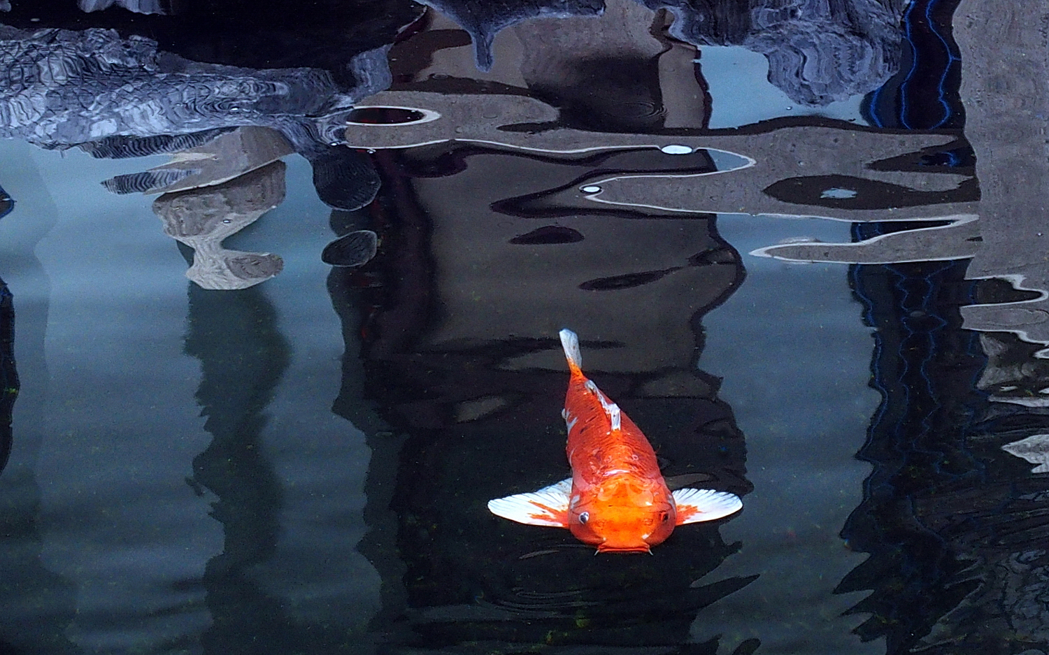 陳永鑑_錦鯉遊緃_20201201m.jpg