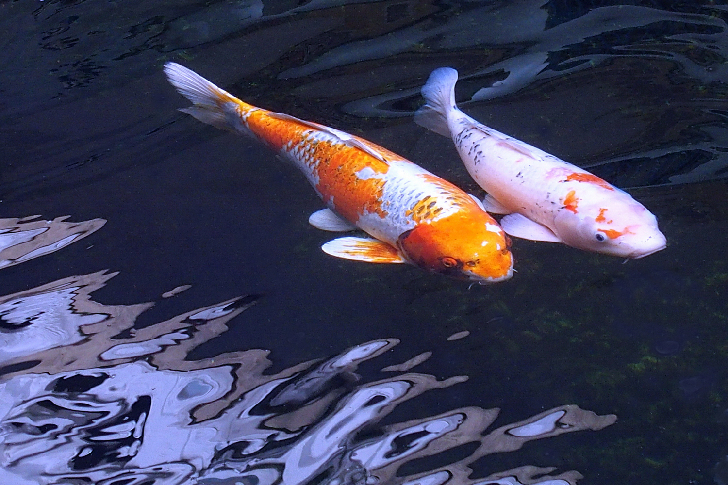 陳永鑑_錦鯉遊緃_20201201n.jpg
