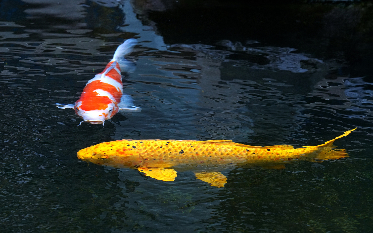 陳永鑑_錦鯉遊緃_20201202c.jpg