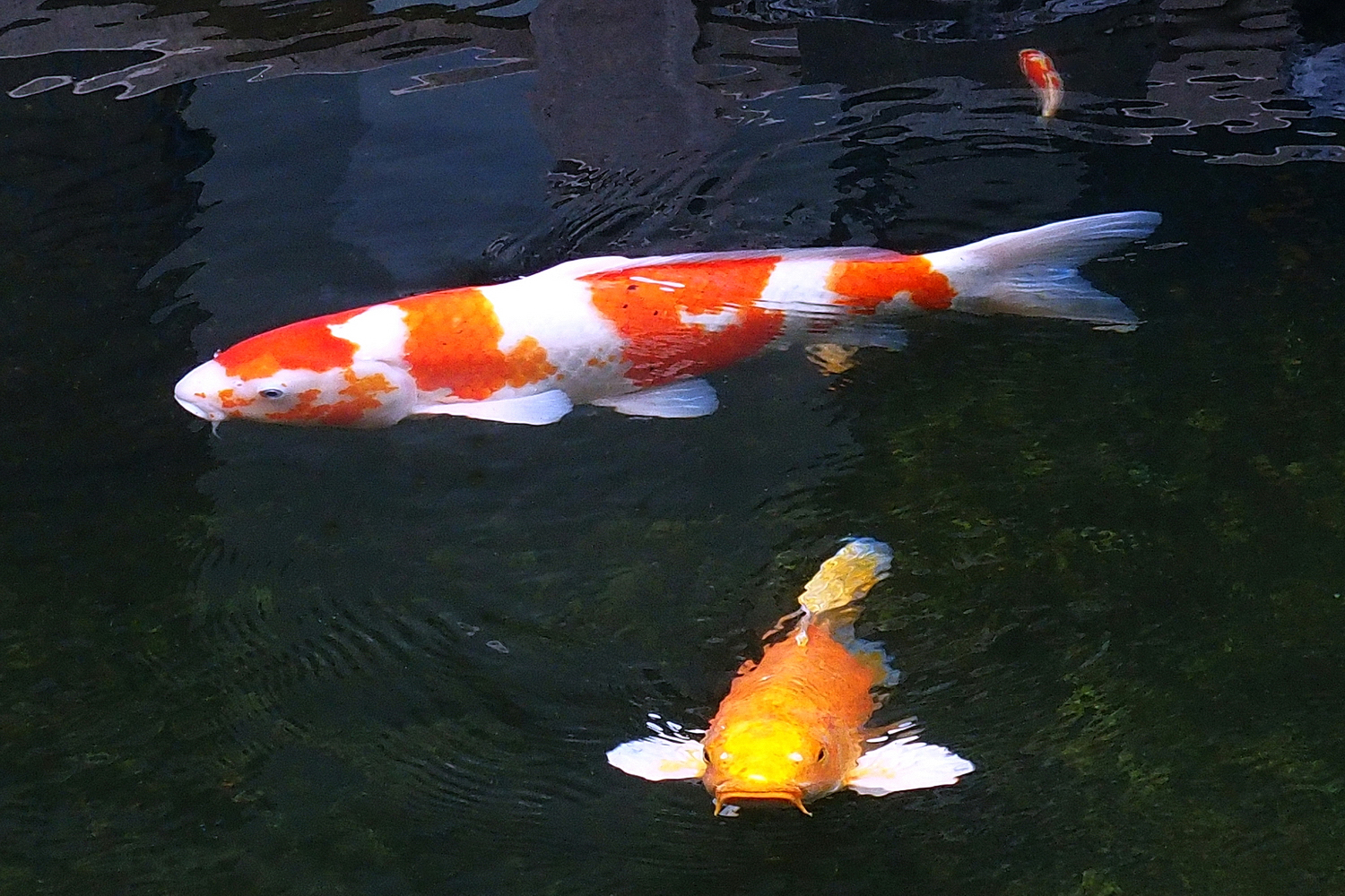 陳永鑑_錦鯉遊緃_20201202x.jpg