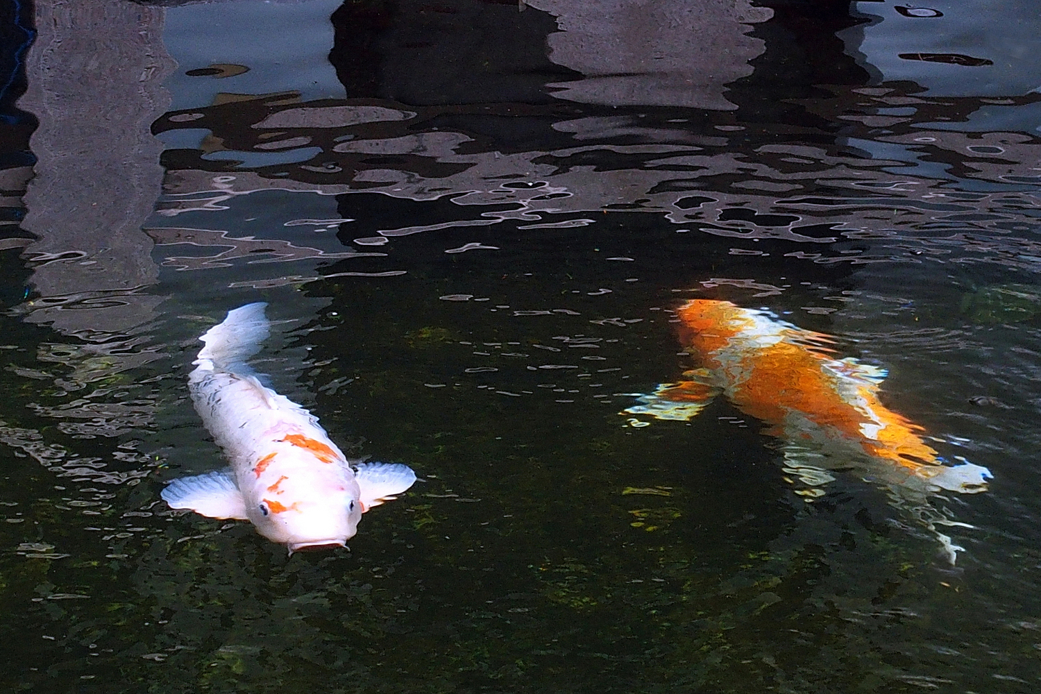 陳永鑑_錦鯉遊緃_20201202w.jpg