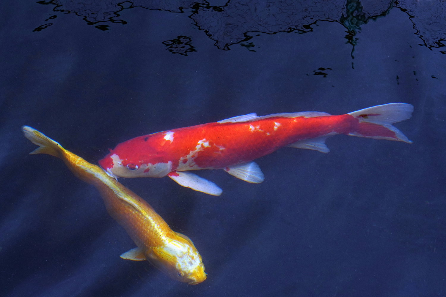 陳永鑑_錦鯉遊緃_20201202u.jpg
