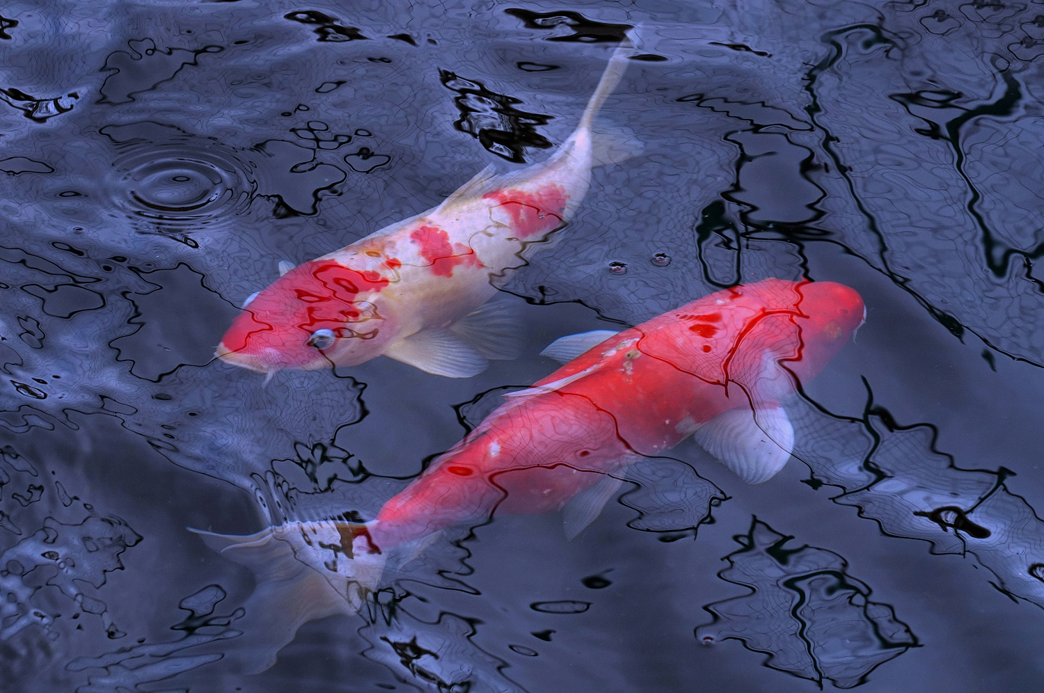 陳永鑑_錦鯉遊緃_20201203g.jpg