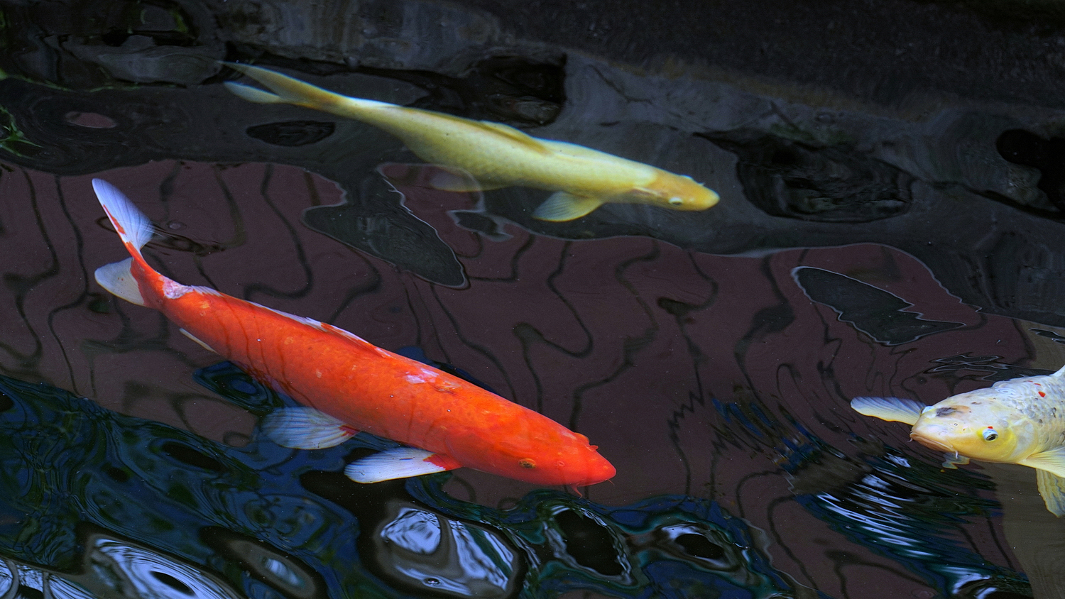 陳永鑑_錦鯉遊緃_20201203e.jpg
