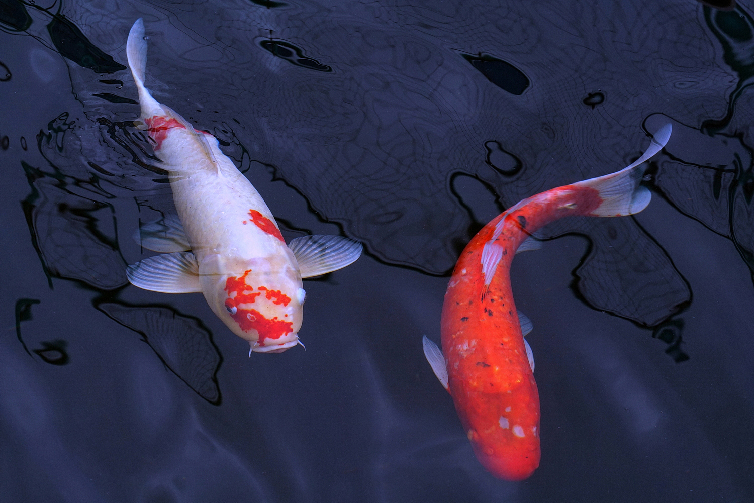 陳永鑑_錦鯉遊緃_20201203d.jpg