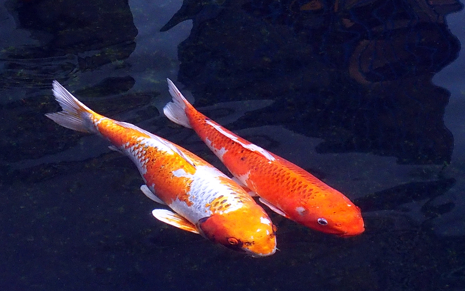陳永鑑_錦鯉遊緃_20201205g.jpg