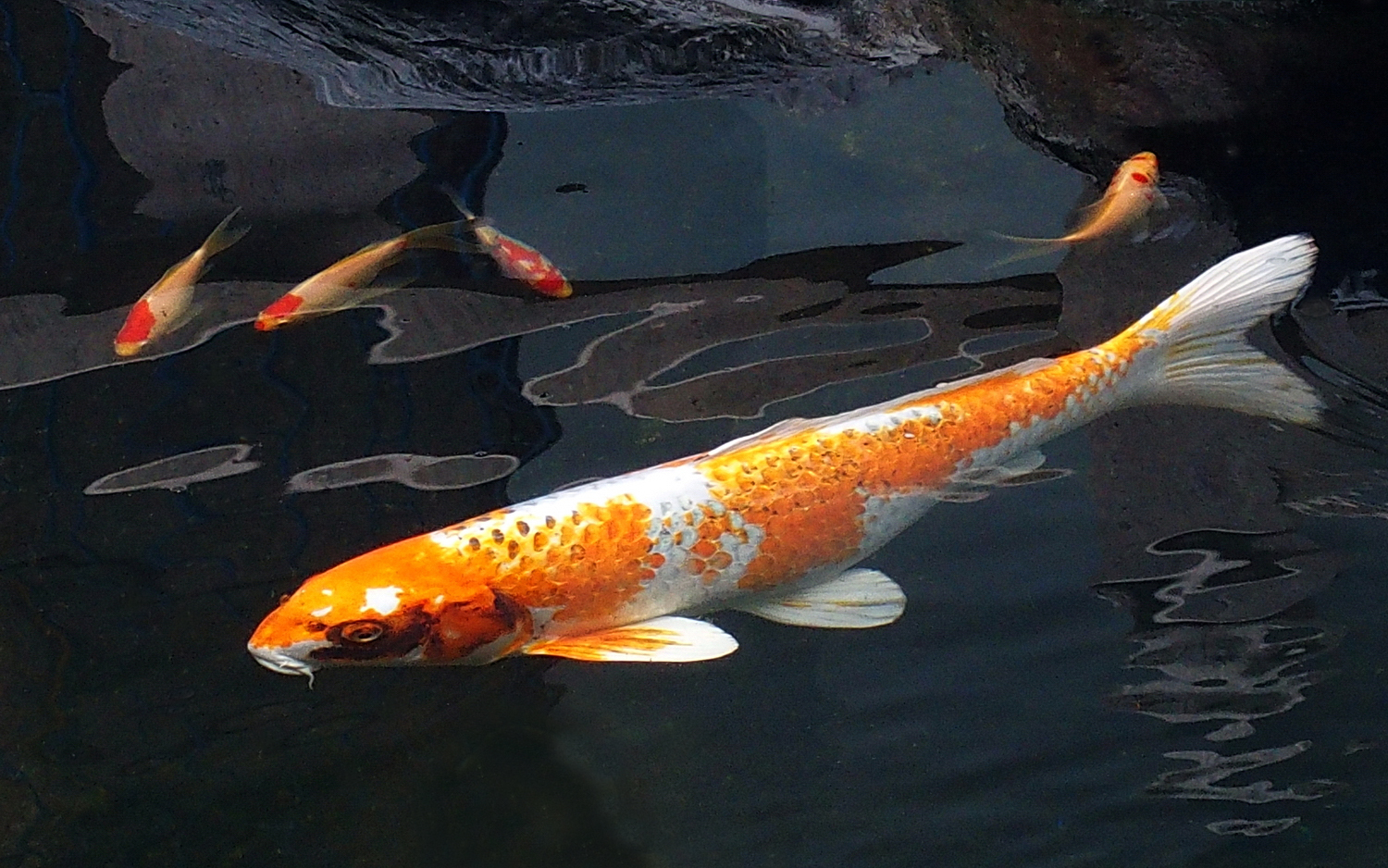 陳永鑑_錦鯉遊緃_20201205f.jpg